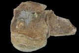 Mosasaur (Platecarpus) Vertebra - Kansas #113057-1